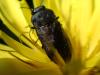 Anthaxia sp.